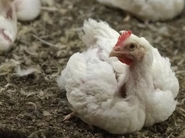 Počas zápasu zavraždil kura. Dostal za to červenú kartu